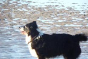 Vermësstemeldung Hond  Weiblech , 7 joer Téteghem-Coudekerque-Village France