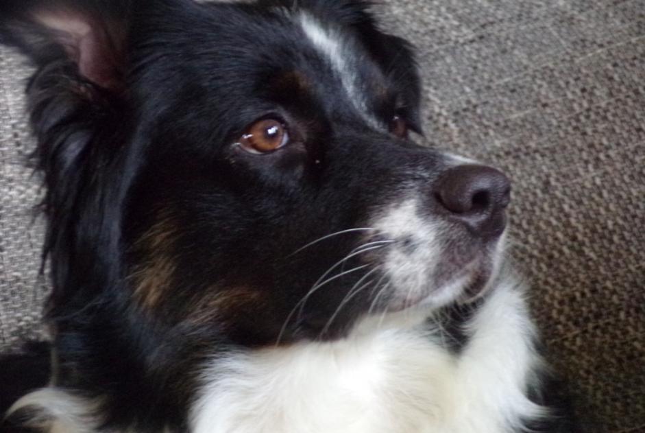 Vermësstemeldung Hond  Weiblech , 7 joer Téteghem-Coudekerque-Village France