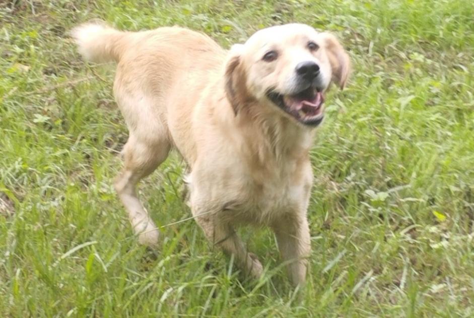 Fundmeldung Hond  Männlech Aiguillon France