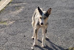 Fundmeldung Hond kräizung Onbekannt Cazouls-lès-Béziers France