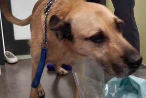 Fundmeldung Hond kräizung Männlech Montpellier France