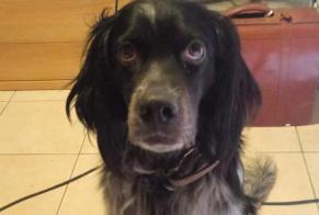 Verdwijningsalarm Hond rassenvermenging Mannetje , 3 jaar Denore Italië