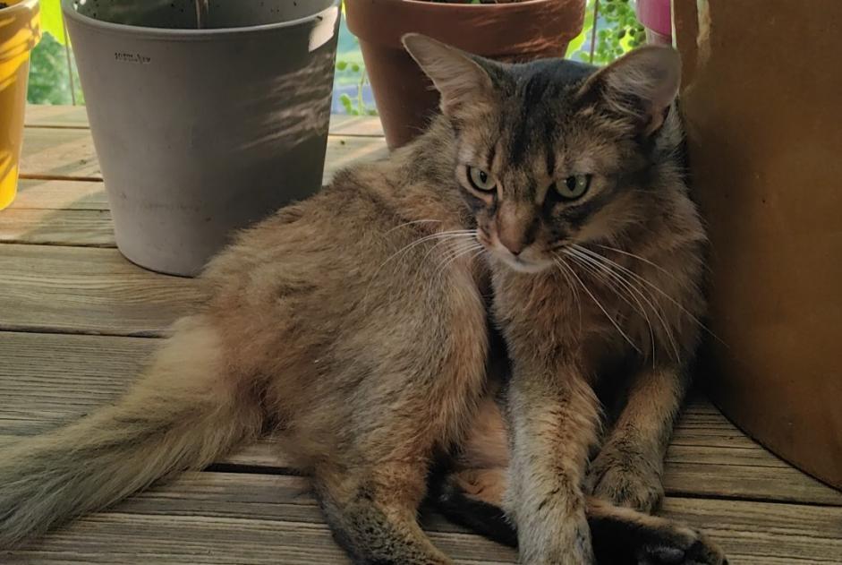 Verdwijningsalarm Kat  Mannetje , 2 jaar Bourg-en-Lavaux Zwitserland