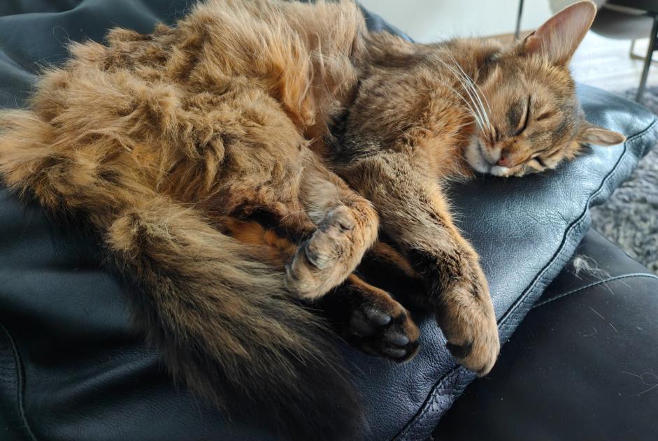 Verdwijningsalarm Kat  Mannetje , 2 jaar Bourg-en-Lavaux Zwitserland