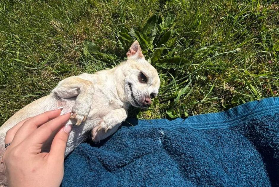 Verdwijningsalarm Hond  Vrouwtje , 8 jaar Charleroi België