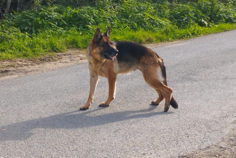 Ontdekkingsalarm Hond  Onbekend Sainte-Cécile Frankrijk