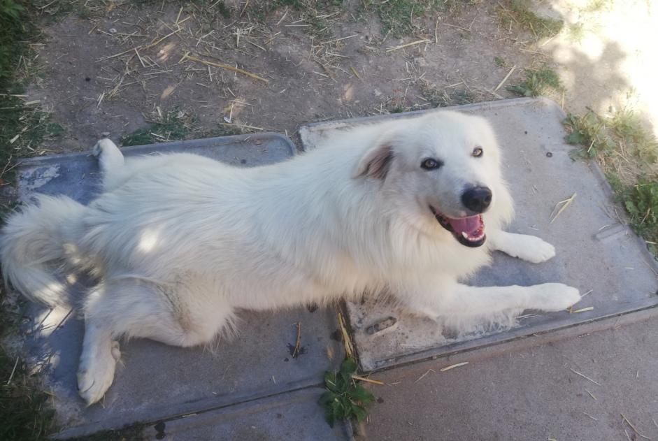 Verdwijningsalarm Hond  Mannetje , 6 jaar Bergerac Frankrijk