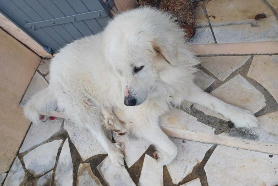 Verdwijningsalarm Hond  Mannetje , 6 jaar Bergerac Frankrijk