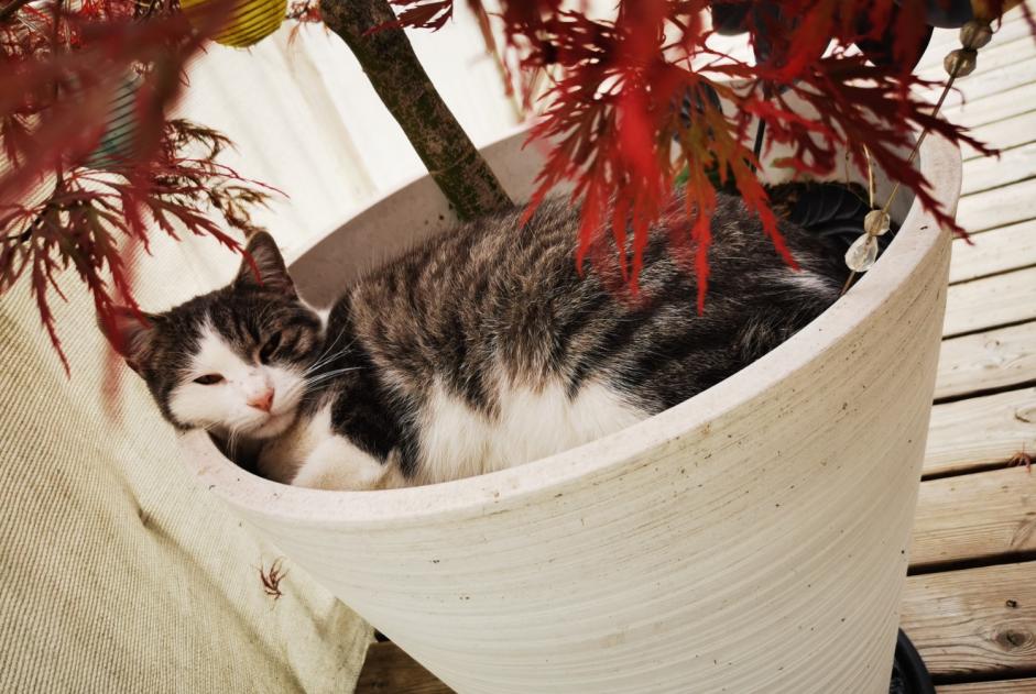 Verdwijningsalarm Kat Mannetje , 1 jaar Boudry Zwitserland