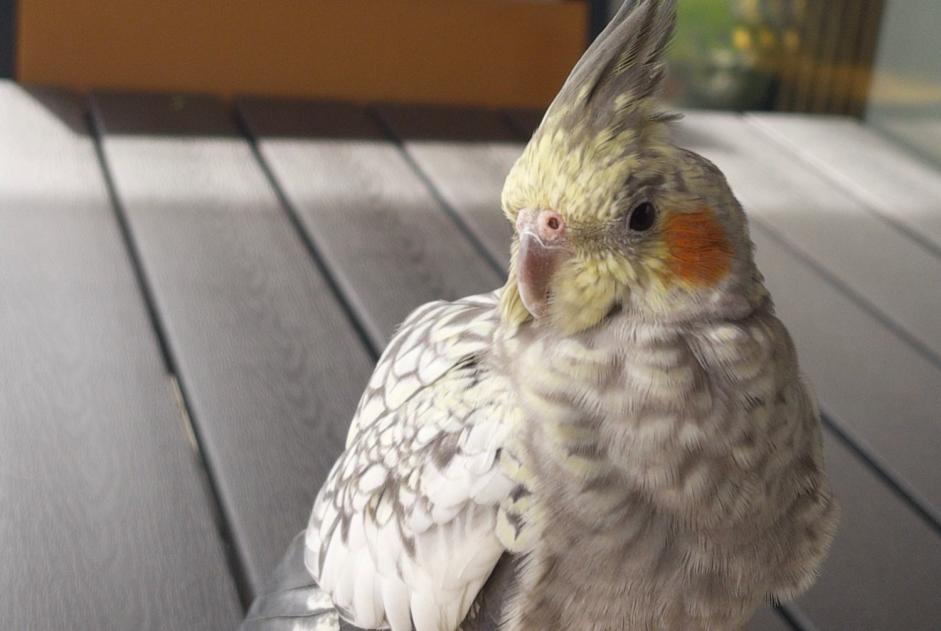 Ontdekkingsalarm Vogel Onbekend Lucens Zwitserland