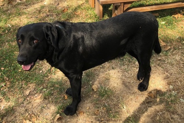 Verdwijningsalarm Hond  Mannetje , 9 jaar Livorno Italië