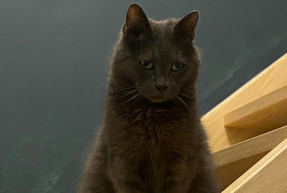 Alerta desaparecimento Gato cruzamento Macho , 11 anos Quévy Belgium