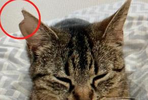 Alerta desaparecimento Gato Fêmea , 3 anos Gibloux Switzerland