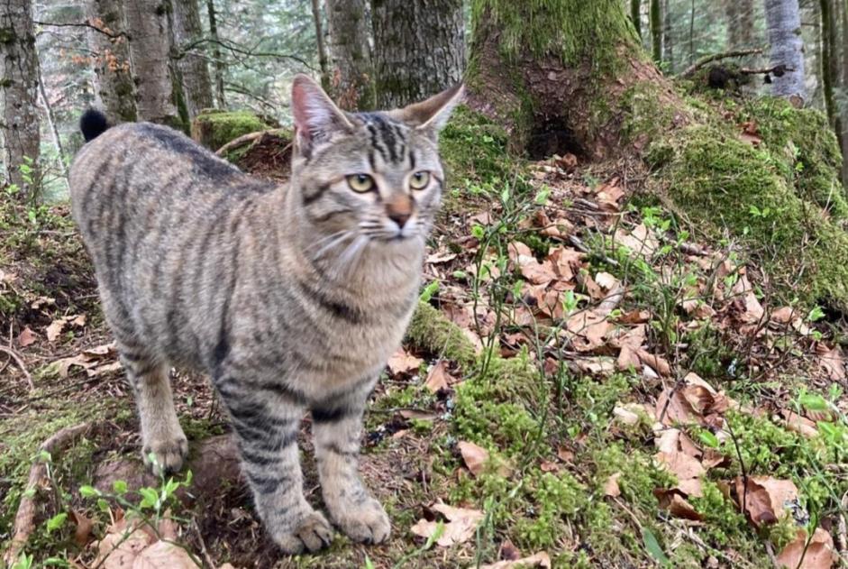 Alerta desaparecimento Gato Fêmea , 1 anos Châtel-Saint-Denis Switzerland