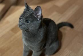 Alerta desaparecimento Gato Fêmea , 4 anos Chavannes-près-Renens Switzerland