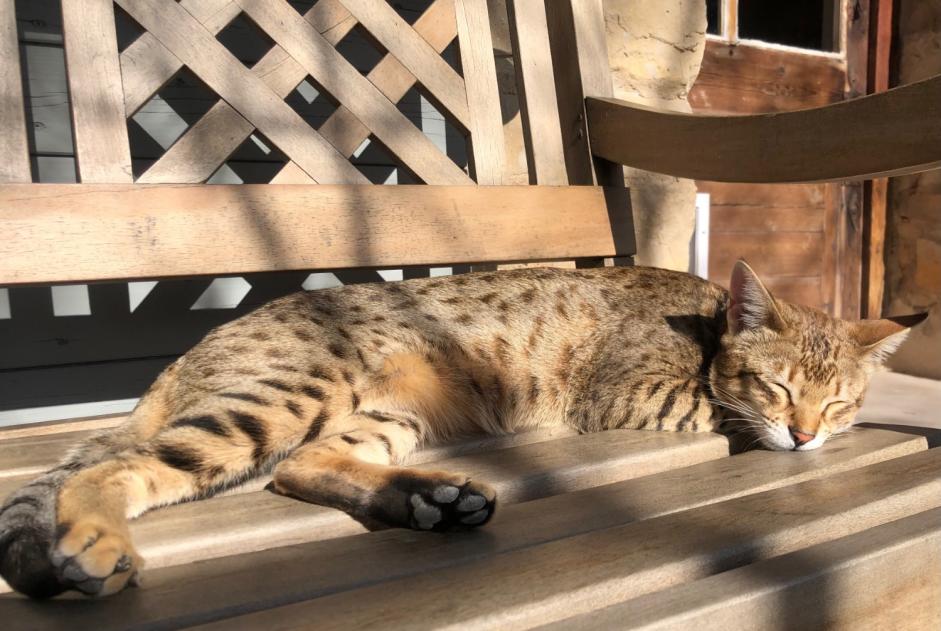 Alerta desaparecimento Gato  Fêmea , 1 anos Mouriès France