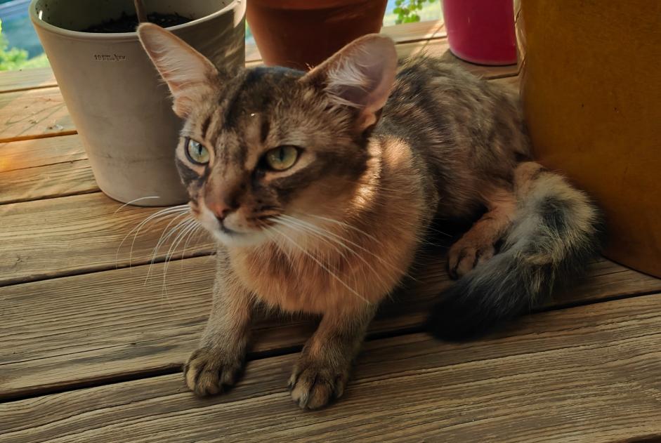 Alerta desaparecimento Gato  Macho , 2 anos Bourg-en-Lavaux Switzerland