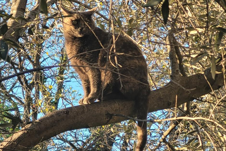 Alerta desaparecimento Gato Fêmea , 3 anos La Garde France