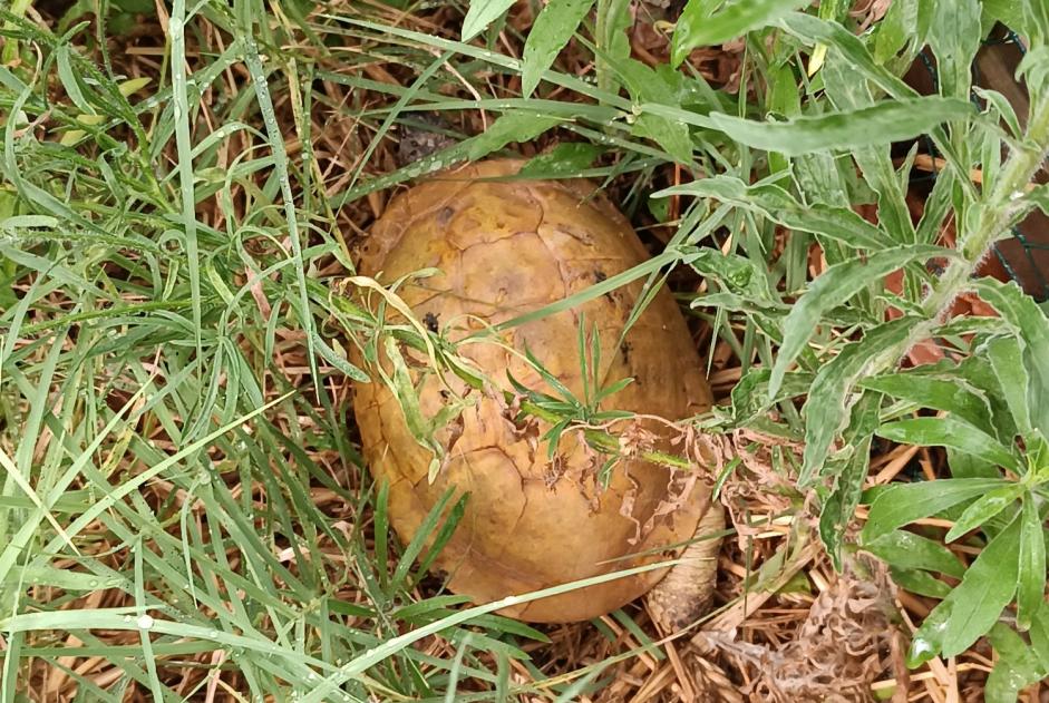 Alerta descoberta Tartaruga Desconhecido Simiane-Collongue France