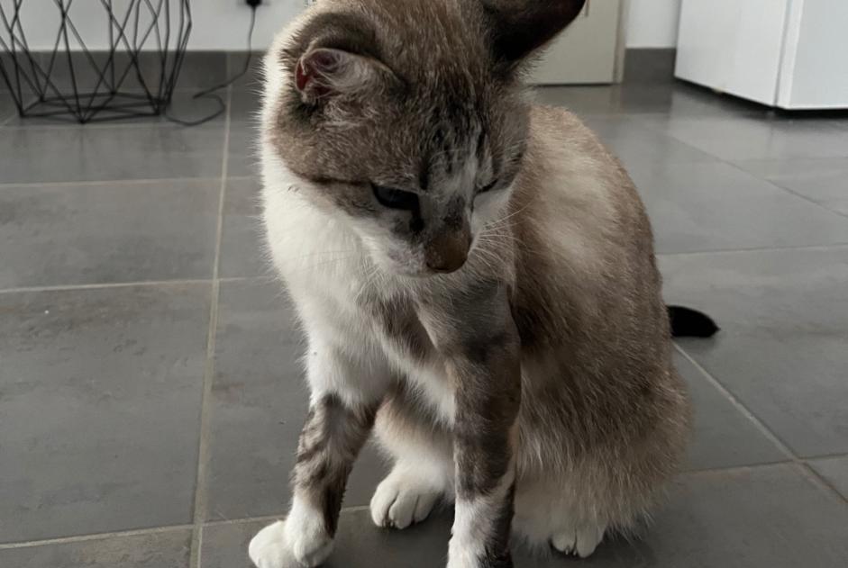 Alerta desaparecimento Gato Macho , 3 anos Les Sables-d'Olonne France