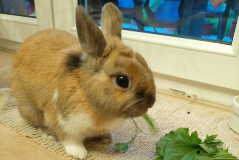 Alerta descoberta Coelho Desconhecido Brazey-en-Plaine France