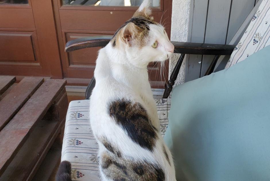 Alerta descoberta Gato cruzamento Macho Villeneuve-Tolosane France