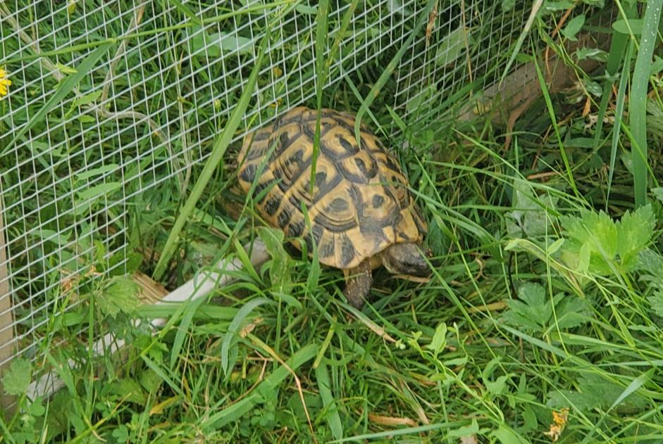 Alerta desaparecimento Tartaruga Macho , 2024 anos Le Poiré-sur-Vie France