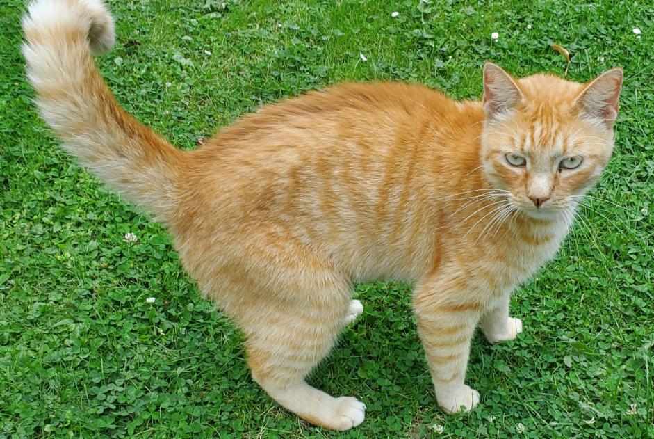 Alerta descoberta Gato Desconhecido , 1 ano Ans Belgium