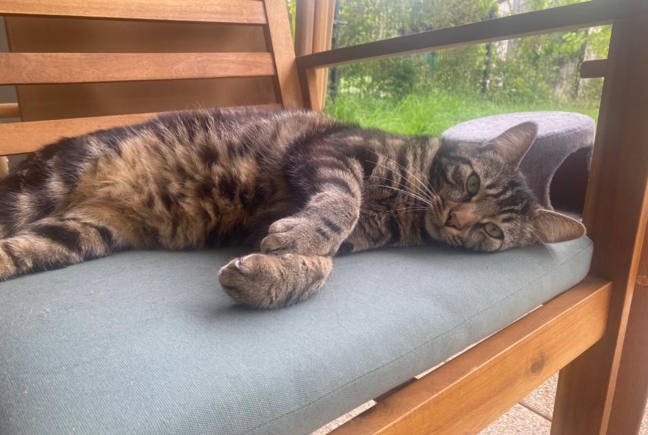 Alerta desaparecimento Gato  Macho , 3 anos Saint-Leu-la-Forêt France