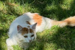 Alerta descoberta Gato  Fêmea Lancy Switzerland