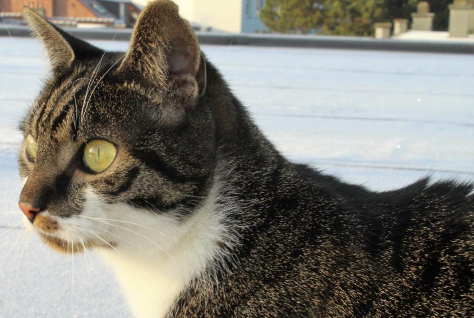 Alerta desaparecimento Gato  Macho , 4 anos Braine-le-Comte Belgium