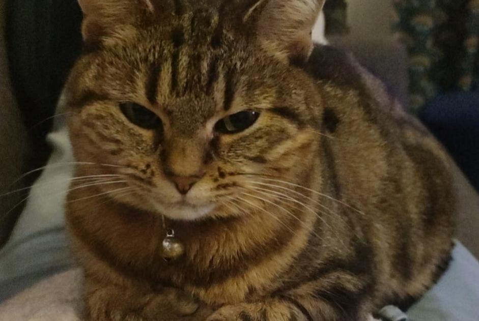 Alerta desaparecimento Gato Fêmea , 6 anos Le Plessis-Trévise France