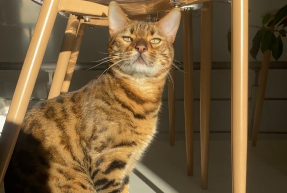 Alerta desaparecimento Gato  Macho , 4 anos Nîmes France