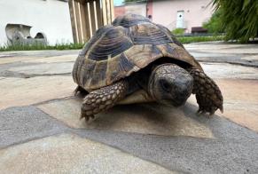 Alerta descoberta Tartaruga Desconhecido Lonay Switzerland