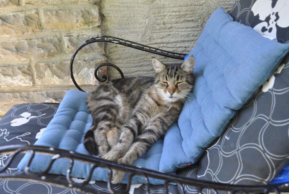 Alerta desaparecimento Gato Macho , 12 anos Blonay - Saint-Légier Switzerland