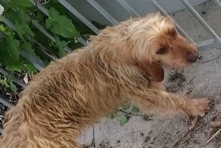 Alerta descoberta Cão  Fêmea Saint-Sauveur-Villages France