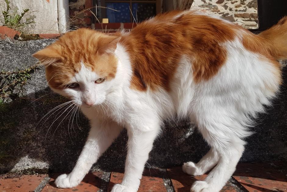 Alerta descoberta Gato cruzamento Macho Saint-Vincent-sur-Graon France