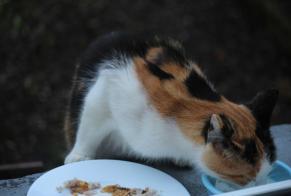 Alerta descoberta Gato Desconhecido , 3 anos Creutzwald France