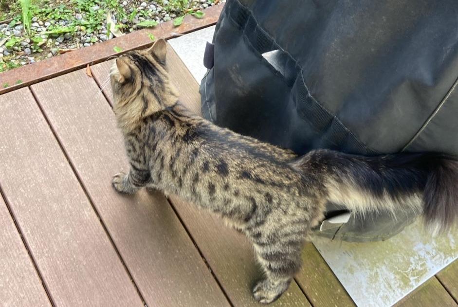 Alerta descoberta Gato  Macho Les Montets Switzerland