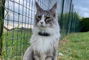 Alerta desaparecimento Gato  Fêmea , 2 anos La Balme-de-Sillingy France