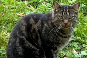 Alerta descoberta Gato Desconhecido Savigny Switzerland