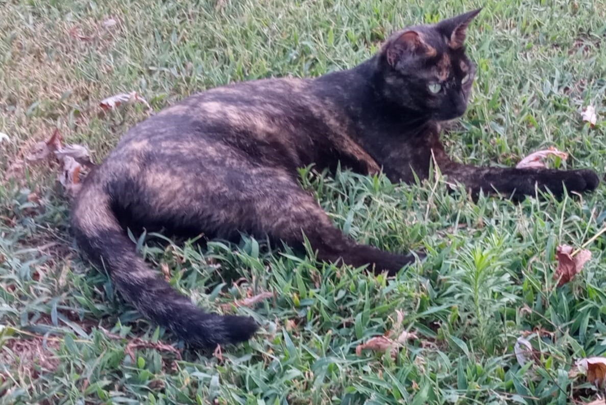 Alerta desaparecimento Gato cruzamento Fêmea , 1 anos Livorno Ferraris Italy