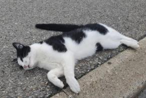 Alerta descoberta Gato cruzamento Desconhecido La Chaux-de-Fonds Switzerland