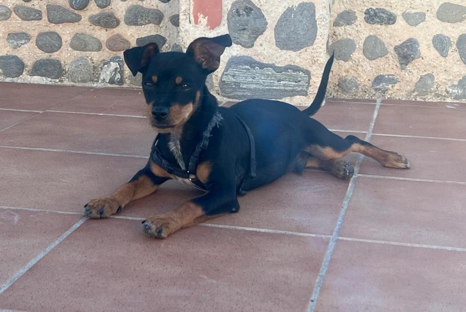 Alerta descoberta Cão Macho Beas de Guadix Spain