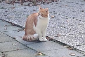 Alerta descoberta Gato Macho Uccle Belgium