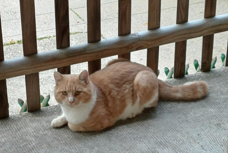 Alerta descoberta Gato Macho Belmont-sur-Lausanne Switzerland