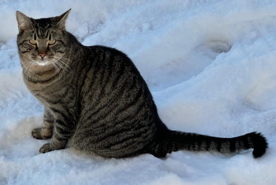 Alerta desaparecimento Gato Macho , 3 anos Givisiez Switzerland