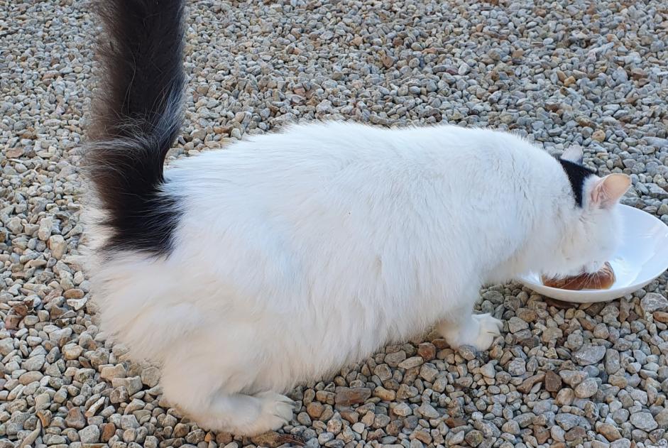 Alerta descoberta Gato cruzamento Desconhecido Brie France