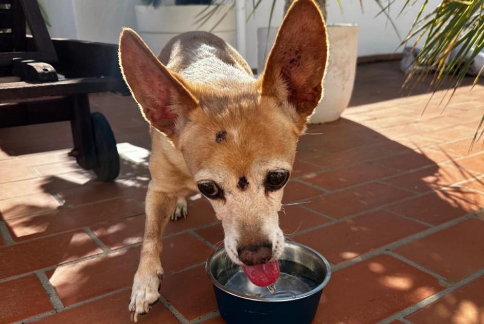 Alerta descoberta Cão cruzamento Macho Can Furnet Spain