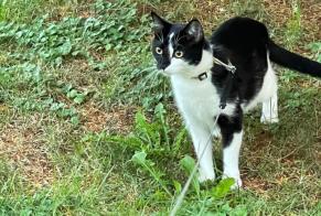 Alerta desaparecimento Gato cruzamento Fêmea , 2 anos Loano Italy